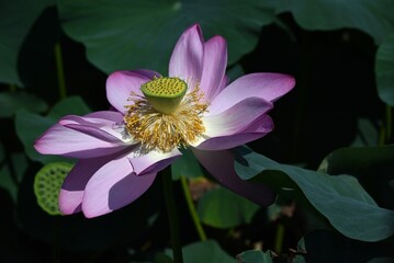 Wall Mural - Scenery of a lotus garden with lotus flowers in full bloom. Summer flower background material.