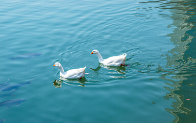 two swans on the lake, Seoul, South Korea