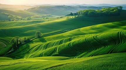 Wall Mural - Fields of agriculture covered in green