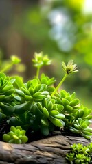 Wall Mural - Closeup of Green Succulents with Soft Background.