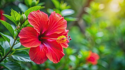 Wall Mural - Vibrant red Hibiscus Rosa-Sinensis flower native from China, Hibiscus, Rosa-Sinensis, flower, red, vibrant, China, native, tropical