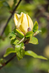 Wall Mural - Magnolia lily flowers in nature against the sky.