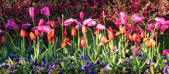 Wall Mural - Field of colorful tulips, many red flowers. Field of spring flowers. Tulip field Red tulips, yellow tulips, pink flowers.