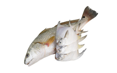 Wall Mural - Red drum and silver pomfret fishes isolated on white background