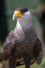 Poster - A close up half length portrait of a crested caracara, Caracara plancus, which is also known as the Mexican eagle. This is a profile portrait and the blurry background has room for copy text