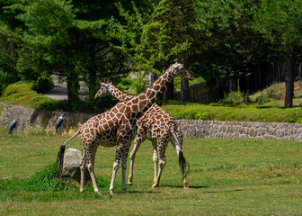 Wall Mural - two giraffes walking on green grass, wild animal giraffe. animals with long necks. animals walk in natural living conditions on a beautiful sunny day. crossed giraffes, funny animal pose