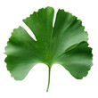 © นุชรี อังคะคำมูล - Ginkgo Biloba Leaf Isolated on Black.
