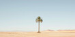 © Muhammad Irfan - minimalist photo of a palm tree in desert, summer vibes