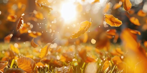 Poster - Sunshine filtering through grass blades