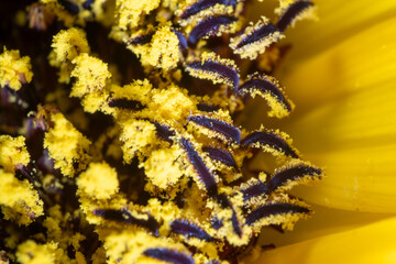 Wall Mural - Macro photo of stamen of sunflower (Helianthus annuus)