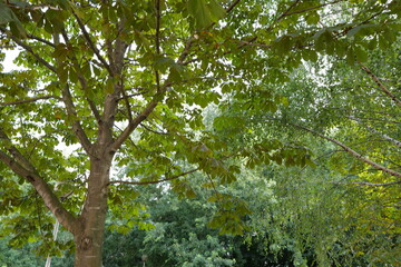 Poster - tree in the forest