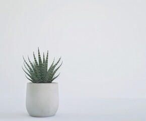 Wall Mural - Aloe Vera Plant in Minimalist Pot Against White Background