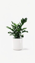 Wall Mural - Green Indoor Plant in White Pot on Light Background