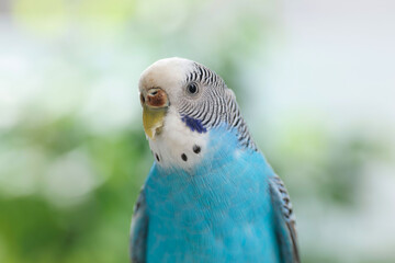 Poster - Pet parrot. Cute light blue budgerigar on blurred background, closeup