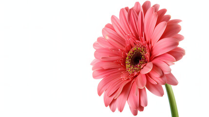 one beautiful tender gerbera flower isolated on white isolated on white background, png