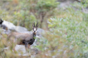 Poster - Fine art portrait of Alpine chamois in the autumn season (Rupicapra rupicapra)