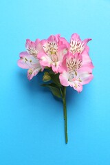 Wall Mural - Beautiful alstroemeria flowers on light blue background, top view