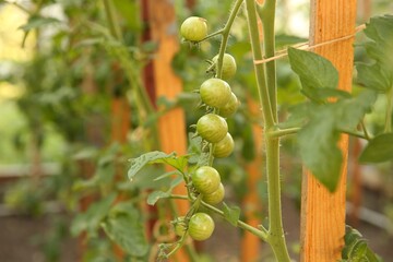 Unripe tomatoes growing in greenhouse, closeup. Vegetable garden