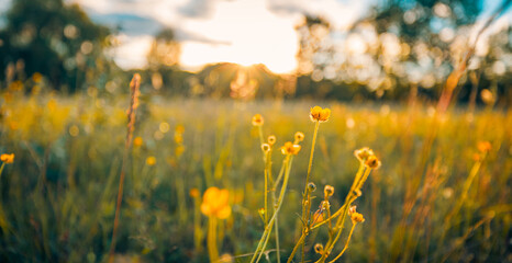 Poster - Sunset meadow closeup. Yellow floral field macro. Blooming artistic blurred natural meadow, colorful travel landscape. Tranquil sunset blossoms nature sunlight rays over summer golden hour flowers