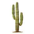 © Thanh - Saguaro Cactus on transparency background
