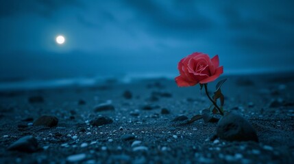 Poster - At night, a rose flower blooms on the black sands of a beach, its petals glowing softly in the moonlight.