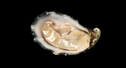 Wall Mural - One oyster isolated on black background, macro shot of open fresh french Fine de Claire oyster. Gourmet food. Seafood. Macro shot