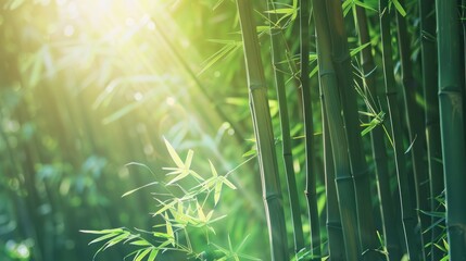 Canvas Print - Japanese green bamboo forest with morning sunlight.