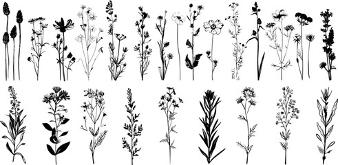  Vintage medicinal herbs sketch set of ink hand drawn medical herbs and plants.