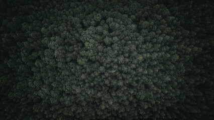 Aufkleber - Aerial view of green summer forest with spruce and pine trees forest view from above, aerial top view with copy space design for web banner