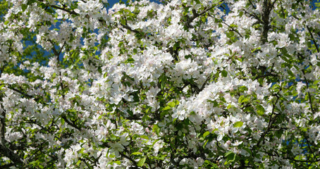 Aufkleber - A tree with many white flowers is in full bloom. The tree is surrounded by green leaves and branches. The sky is clear and blue, and the sun is shining brightly. Concept of freshness and beauty