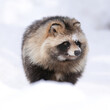 © REDPAN22 - fluffy raccoon dog in snow
