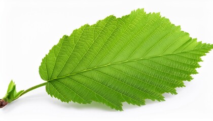 Wall Mural - nut leaf hazelnut green fresh branch with foliage isolated on white background