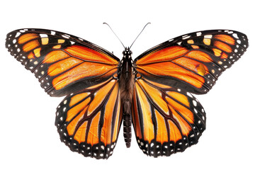 A fully spread monarch butterfly with intricate orange, black and white patterns, isolated on a white background.