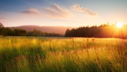 Wall Mural - sunset landscape with a plain wild grass field and a forest on background