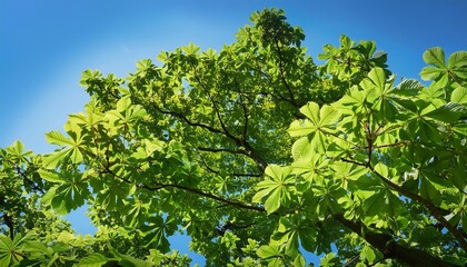 Wall Mural - sweet chestnut tree canopy against a clear blue sky