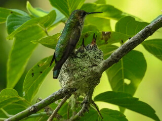 Hummingbird mother feeding her two babies in the nest