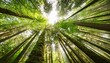 © Louis - wide angle canopy shot in a beautiful green forest