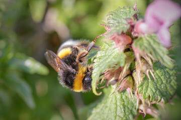 Poster - Bee gatthering pollen