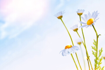 Wall Mural - white bright daisy flowers on a background of the summer landscape.