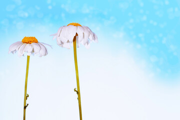 Wall Mural - white bright daisy flowers on a background of the summer landscape.