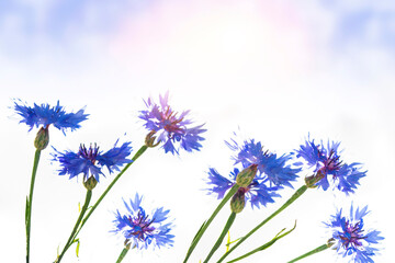 Wall Mural - centaurea cyanus. blue flowers of cornflowers. floral abstract background.