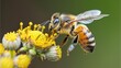 © uswatun - honey bee on yellow flower gathering pollen in the garden