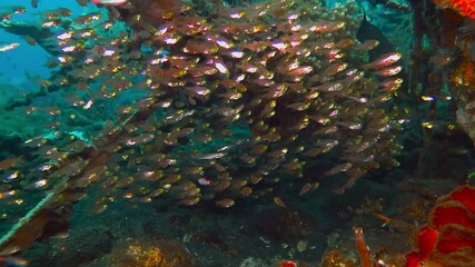 Wall Mural - Underwater structure with corals and school of exotic fish. Hunting fish on the coral reef. Scuba diving with tropical wildlife on the colorful underwater structure. Adventure vacation. Marine life.