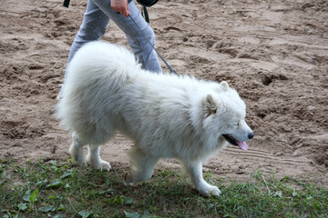 
white and fluffy dog ​​with owner on grass and sand background