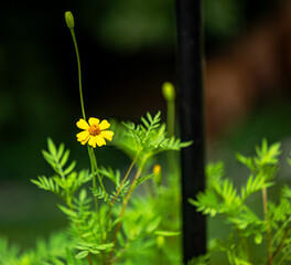 flowers on green background