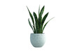 © Asier - Snake plant in white pot
