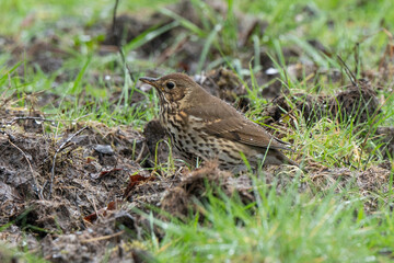 Wall Mural - Grive musicienne,.Turdus philomelos, Song Thrush