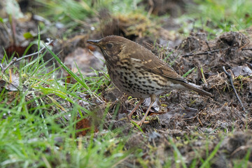 Wall Mural - Grive musicienne,.Turdus philomelos, Song Thrush