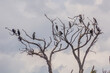 © Matyas Rehak - Cormorants on a tree near Bunyonyi lake, Uganda