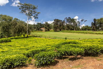 Wall Mural - Tea plantations near Kabale town, Uganda